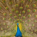 Indian Peacock