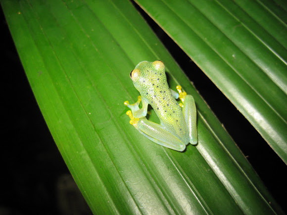 Spotting Image 1