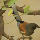 Rufous Treepie