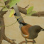 Rufous Treepie