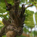 Boa eating a bird