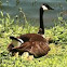 Canada Goose