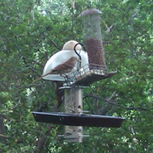 Spotting Image 1