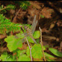 Four-Spotted Skimmer