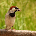 House sparrow