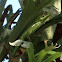 Knight anole
