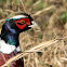 Ring Necked Pheasant