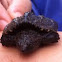 Snapping Turtle