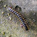 Yellow-sided Millipede