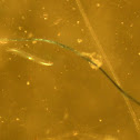 Eel larvae
