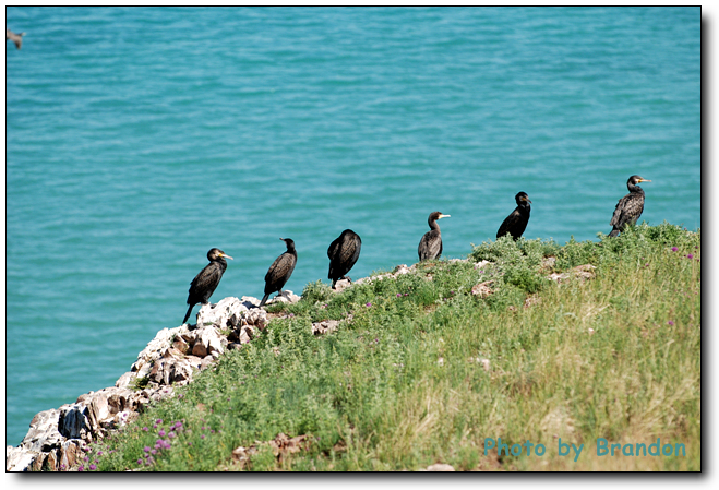 锦绣青海之 <wbr>－ <wbr>5 <wbr>鸟岛，翱翔后的停靠