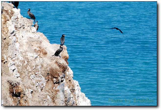 锦绣青海之 <wbr>－ <wbr>5 <wbr>鸟岛，翱翔后的停靠