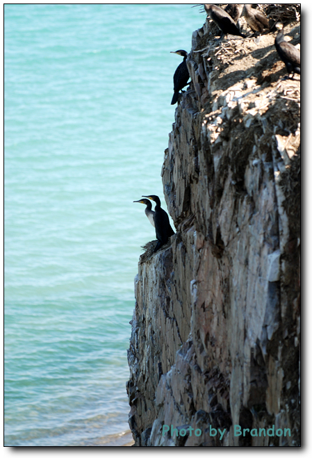 锦绣青海之 <wbr>－ <wbr>5 <wbr>鸟岛，翱翔后的停靠