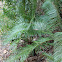 Cycas