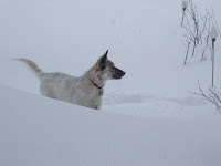 Aleutia in snow.