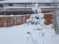 Aleutia slicing through the snow, barely.