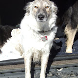 Aleutia at Chatfield Reservoir
(February 2007)