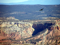 PhotoShopped (Fake) Bird? No, it's real.