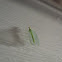 Lacewing
