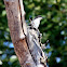 Fiscal Flycatcher (Male)