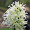 White Baneberry