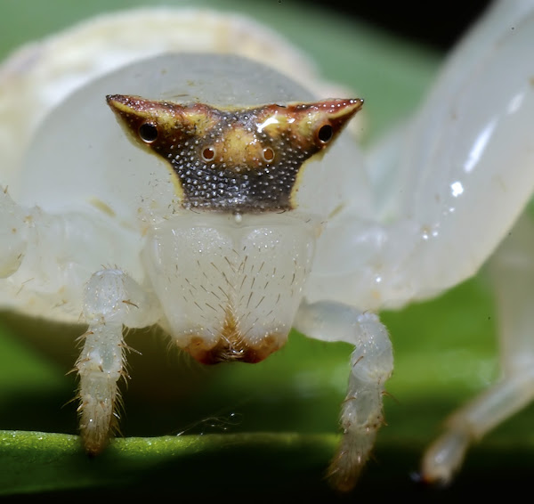 White Crab Spider female | Project Noah
