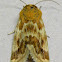 Aluring Schinia Moth