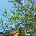 Monarch butterfly