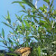 Monarch butterfly
