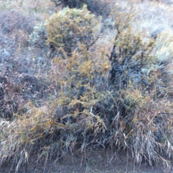 Bitter brush Project Noah