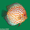 Discus