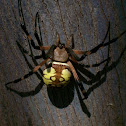 Black and Yellow Garden Spider