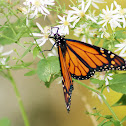 Monarch butterfly