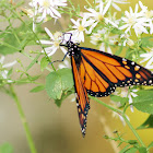 Monarch butterfly