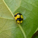 Fungus-eating Ladybird