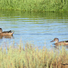 Shovelers