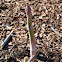 Asparagus