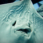 Cownose Eagle Ray