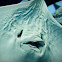 Cownose Eagle Ray