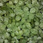 Clovers