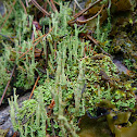 Moss and lichen