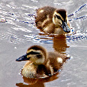Pacific Black Duck