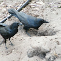 Fish Crow