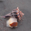 Lightning Whelk
