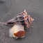 Lightning Whelk