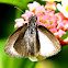Skipper butterfly