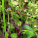 Variable Sprite