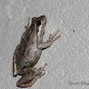 Baja California Treefrog