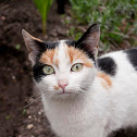Domestic cat