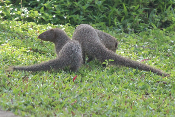 Spotting Image 1